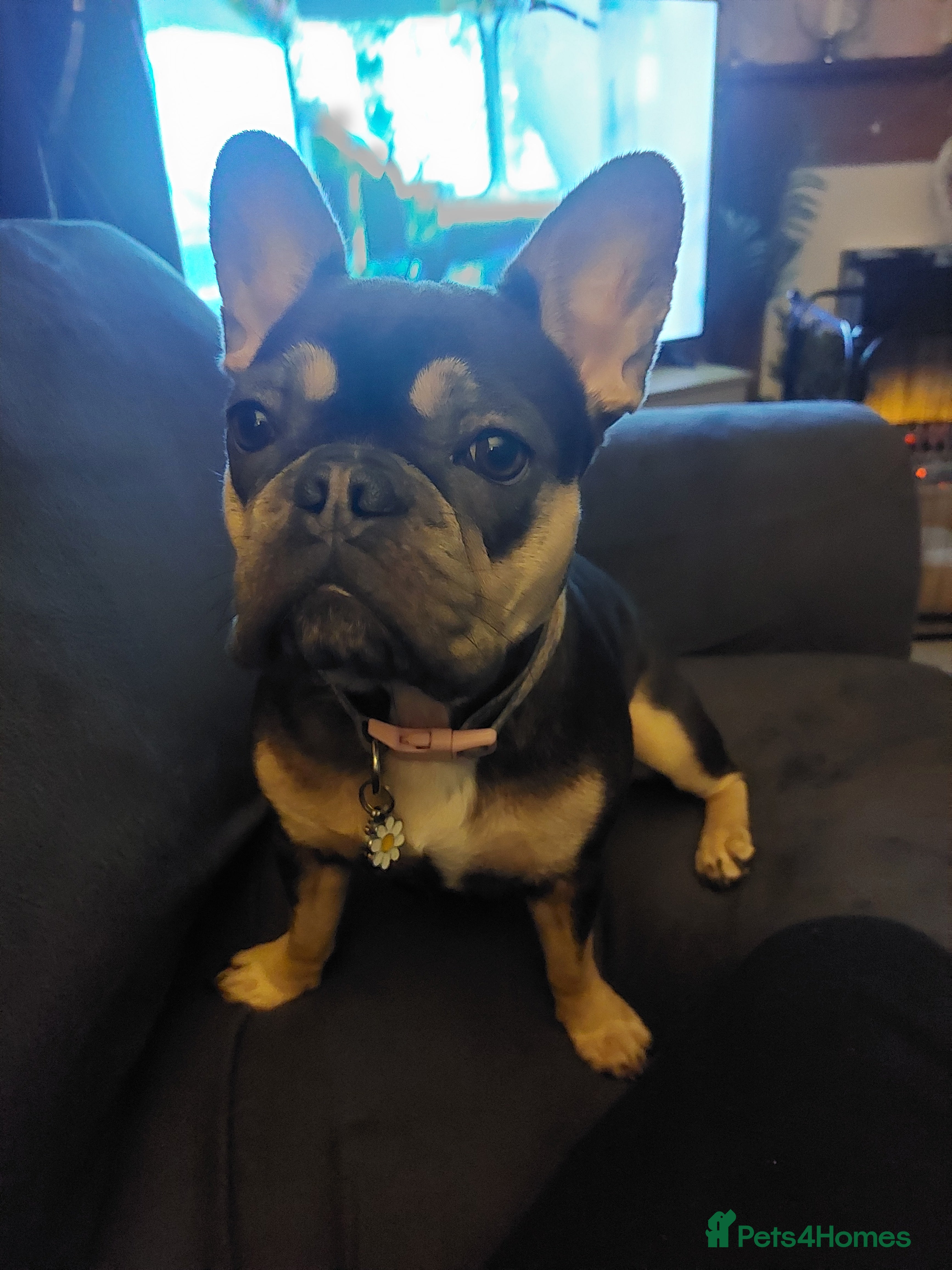 French Bulldog dogs 15 month old female  - Advert 3