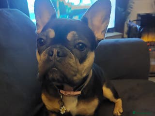French Bulldog dogs 15 month old female - Advert 3