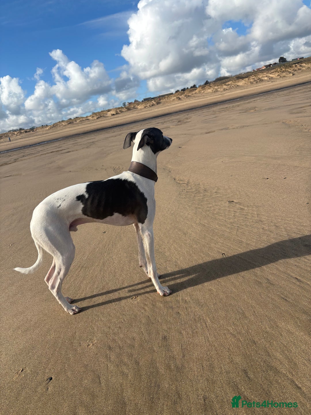 Italian Greyhound dogs for stud: Italian greyhound stud - Advert 4