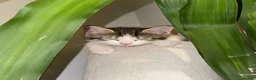 Mixed Breed cats for sale: 6 gorgeous kittens for sale - Advert 7