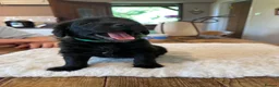 Labradoodle dogs for sale: Beautiful happy labradoodle puppies Ready 15.07.26 - Advert 12