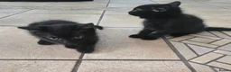 Mixed Breed cats for sale: Four Gorgeous Fluffy Black Kittens 🐈‍⬛🖤 - Advert 17