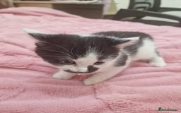 Mixed Breed cats for sale: 🐾 Adorable Kittens Looking for Loving Homes 💕 - Image 15