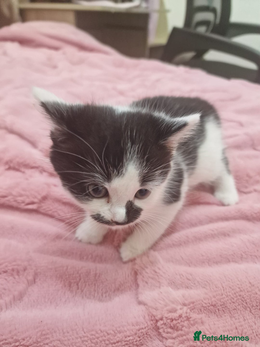 Mixed Breed cats for sale: 🐾 Adorable Kittens Looking for Loving Homes 💕 - Image 15