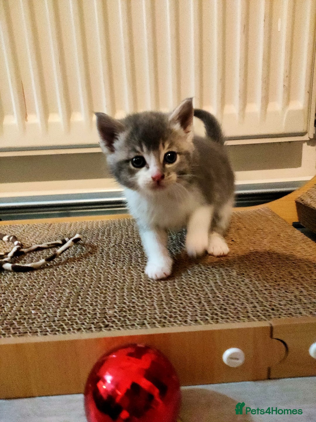 British Shorthair cats for sale: 2 bouncy and playful kittens  - Advert 5