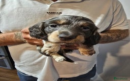 Dachshund dogs for sale: Short and long hair miniature dashund  - Image 7