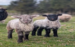 Sheep livestock for sale: Mixed Breeds - this year's stock  - Image 6