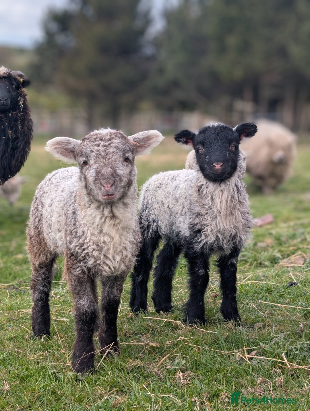 Sheep livestock for sale: Mixed Breeds - this year's stock  - Image 6