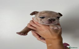 French Bulldog dogs for sale: French bulldog pedigree litter - Image 14