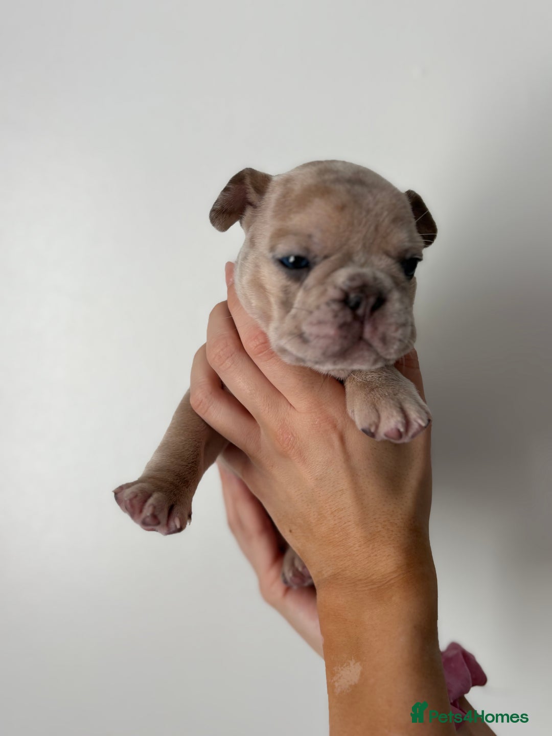 French Bulldog dogs for sale: French bulldog pedigree litter - Image 14