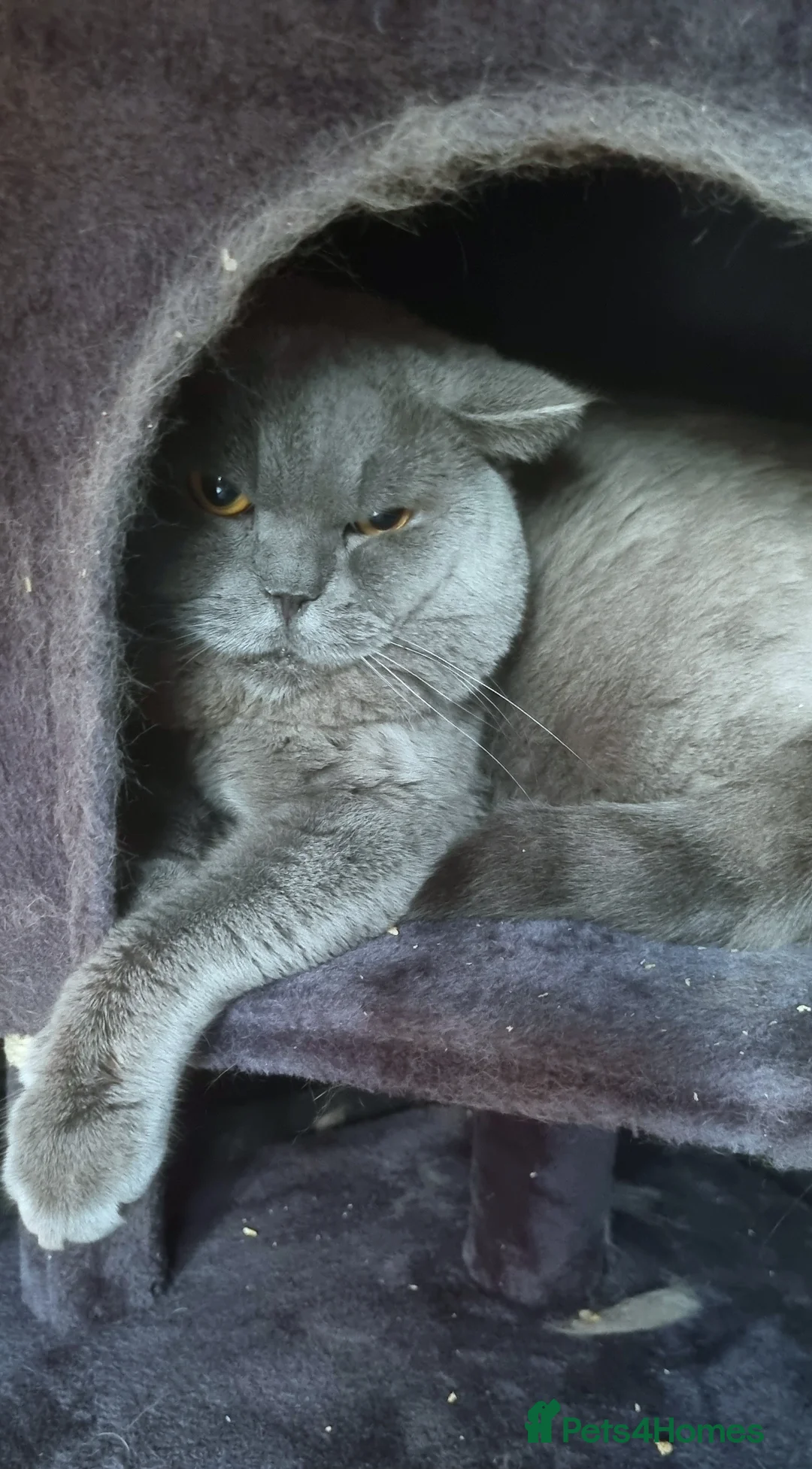 British Shorthair cats for sale: BSH's Need Rehoming ASAP - Advert 3