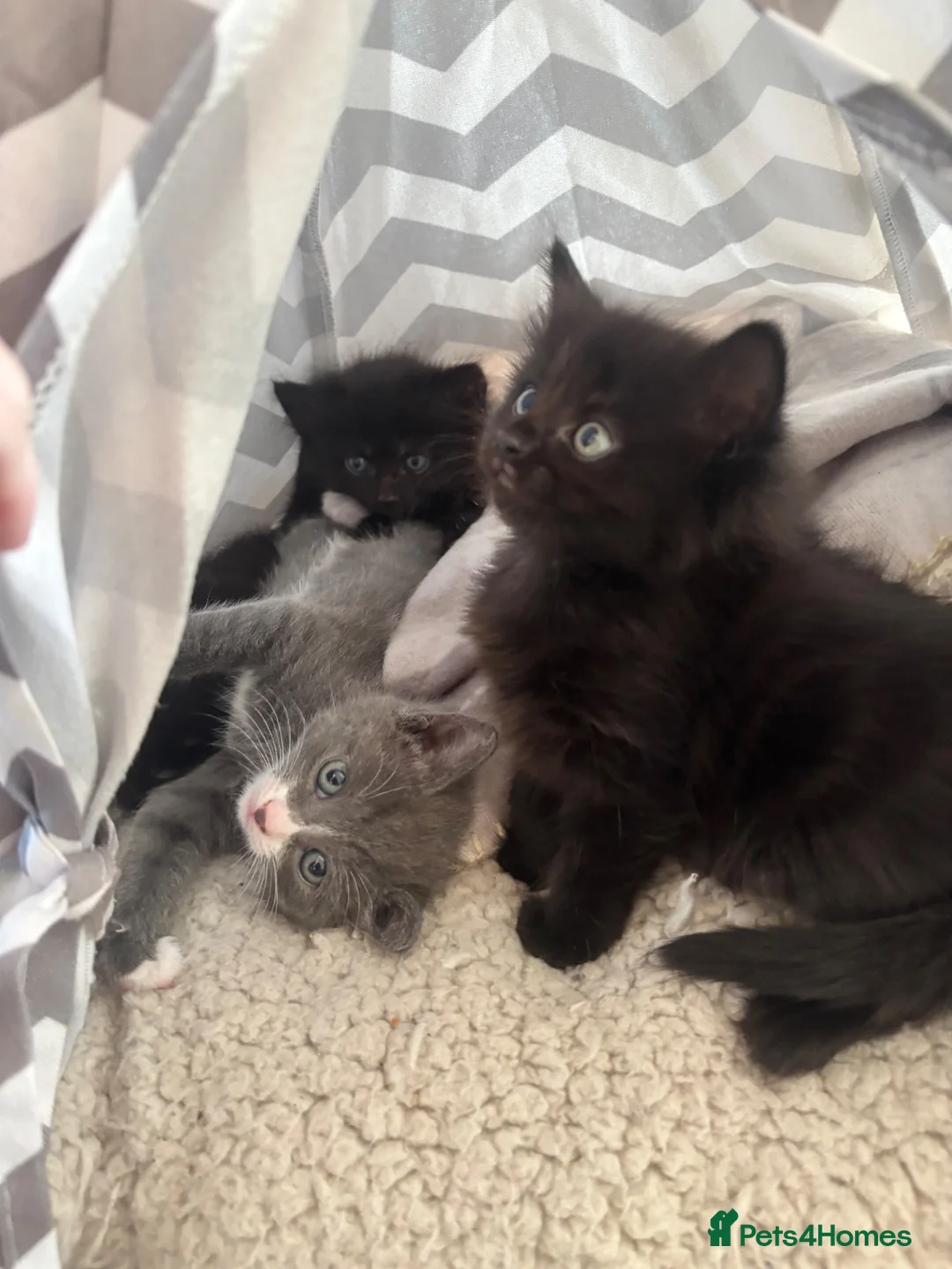 Mixed Breed cats for sale: 4 kittens available  in London - Advert 1