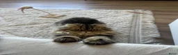 Persian cats for stud: Proven Persian Stud Cat  - Advert 4