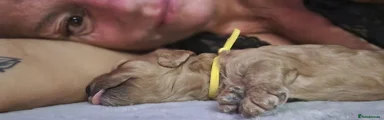 Cavapoo 4