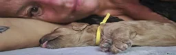 Cavapoo dogs for sale: 5 Gorgeous Cavapoo Puppies  - Advert 4