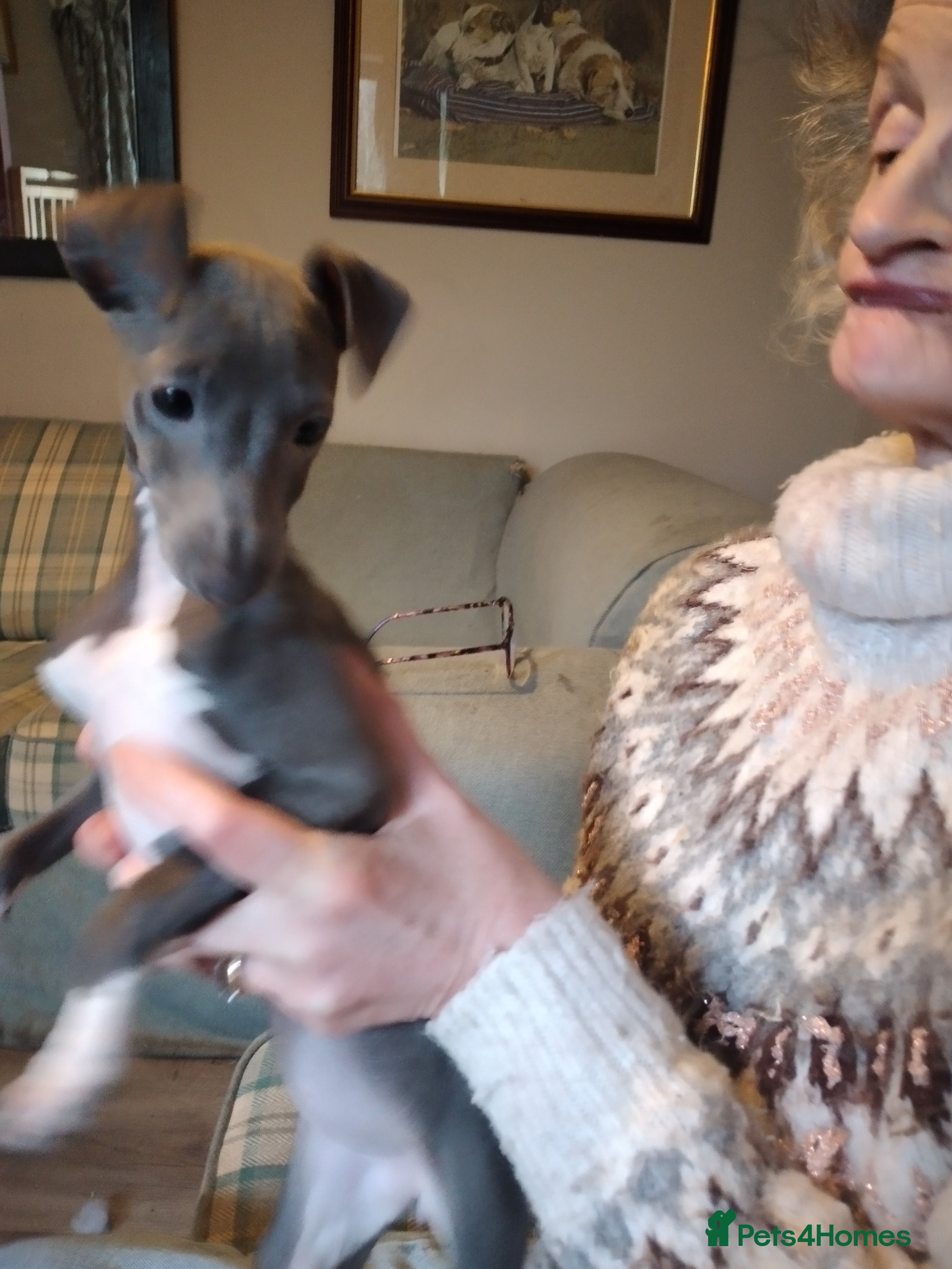 Italian Greyhound dogs Beautiful KC registered Italian puppies - Advert 1