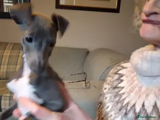 Italian Greyhound dogs Beautiful KC registered Italian puppies - Advert 1