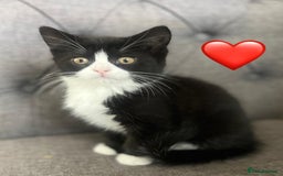 Mixed Breed cats for sale: Gorgeous litter of kittens British Blue X - Image 5