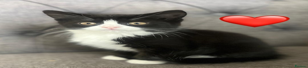 Mixed Breed Kitten 5