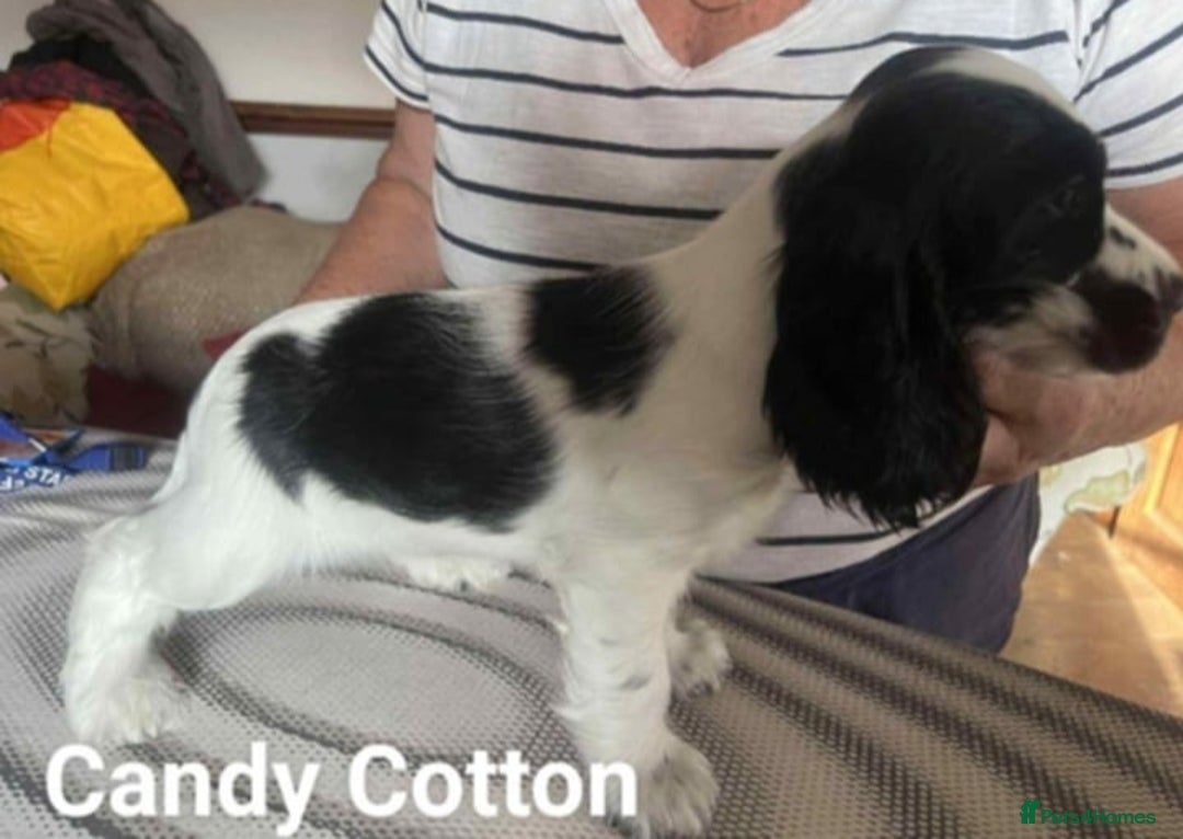 Cocker Spaniel dogs for sale: Pedigree KC show Cockers ready now  - Image 7