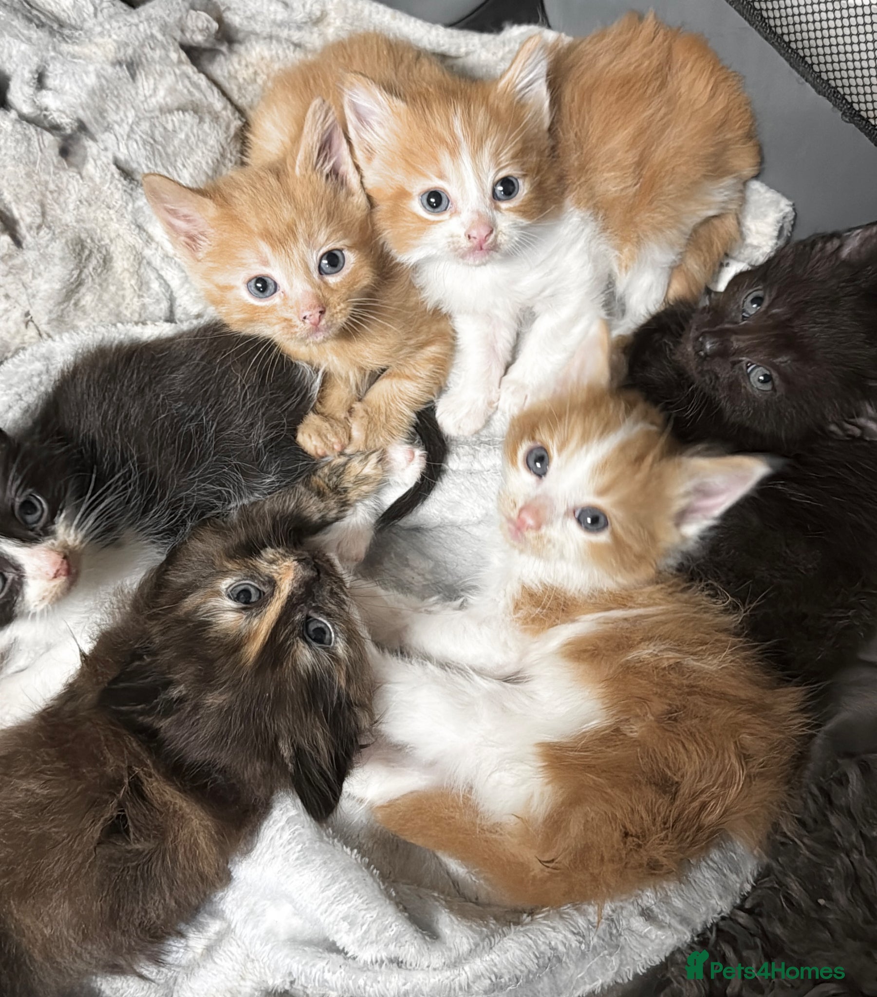 Mixed Breed cats Tortoise Shell and domestic long hair kittens - Advert 1