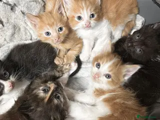 Mixed Breed cats Tortoise Shell and domestic long hair kittens - Advert 6