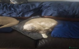 Ragdoll cats for sale: Beautiful ragdoll cat looking for forever home  - Image 4