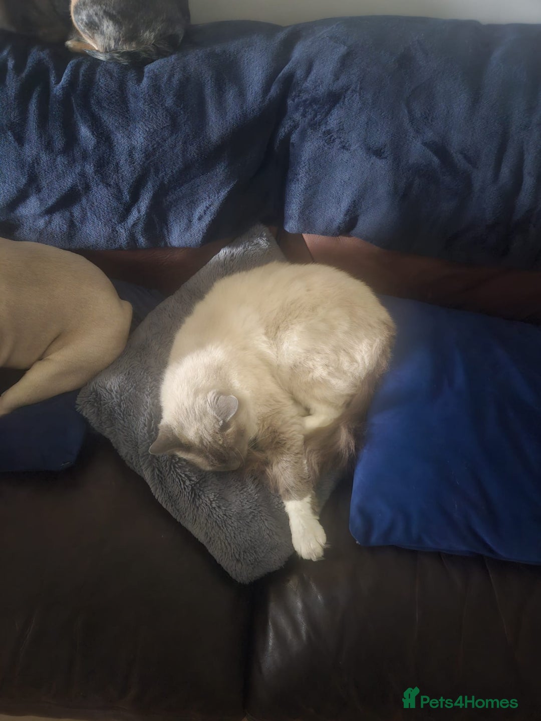 Ragdoll cats for sale: Beautiful ragdoll cat looking for forever home  - Image 4