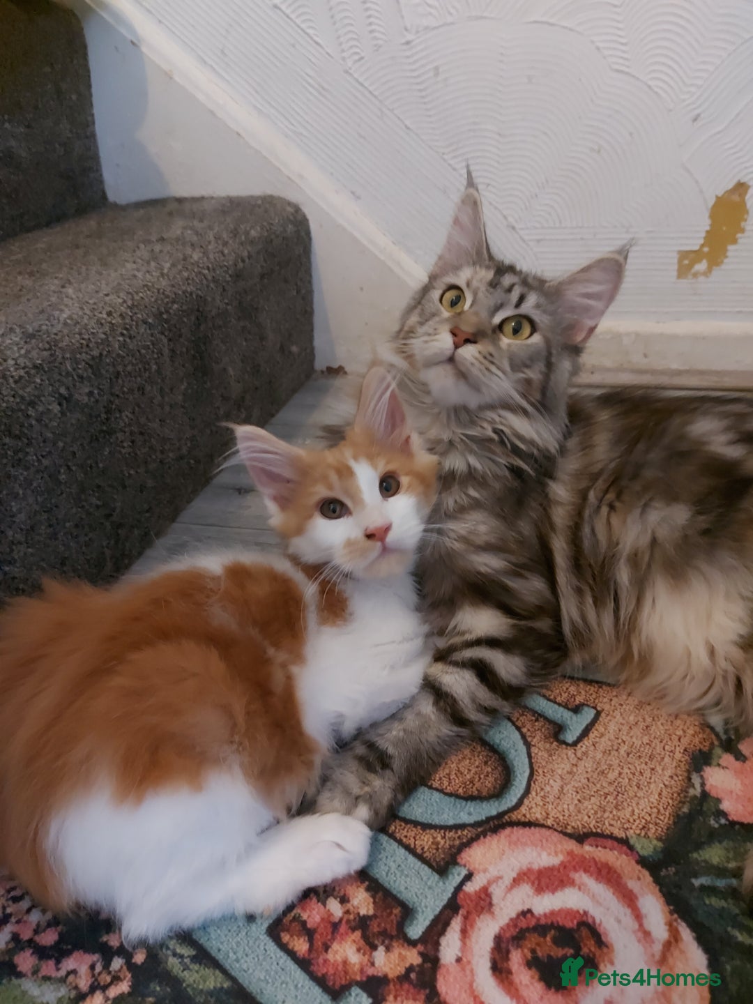 Maine Coon cats for sale: Beautiful XXL Maine-coon kittens 😸 ♥️  - Image 23