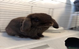 Mini Lop rabbits for sale: 🐰 Adorable Mini Lop Pair Looking for a Home! 🐰 - Advert 3