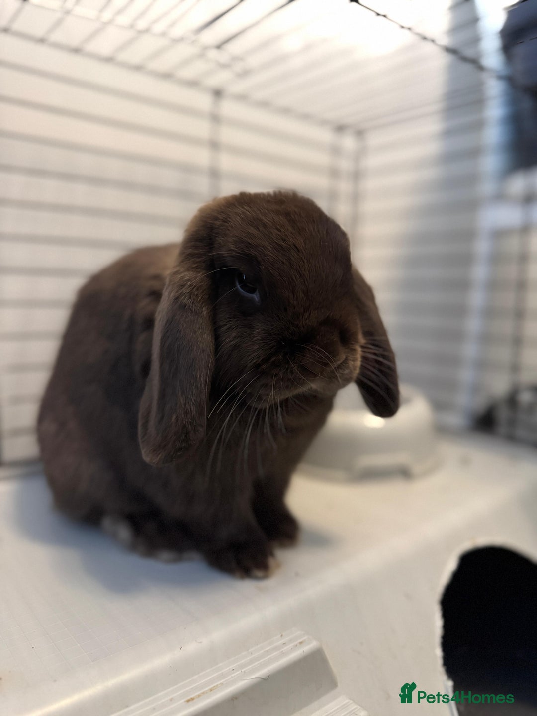 Mini Lop rabbits for sale: 🐰 Adorable Mini Lop Pair Looking for a Home! 🐰 - Advert 3