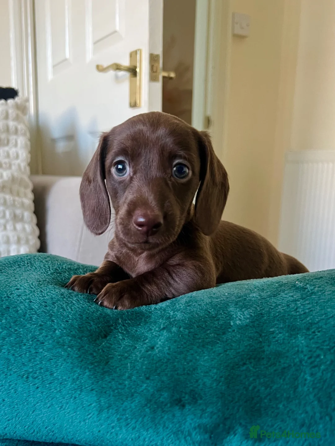 Miniature Dachshund dogs for sale: Tommy Solid Chocolate Boy  - Advert 4