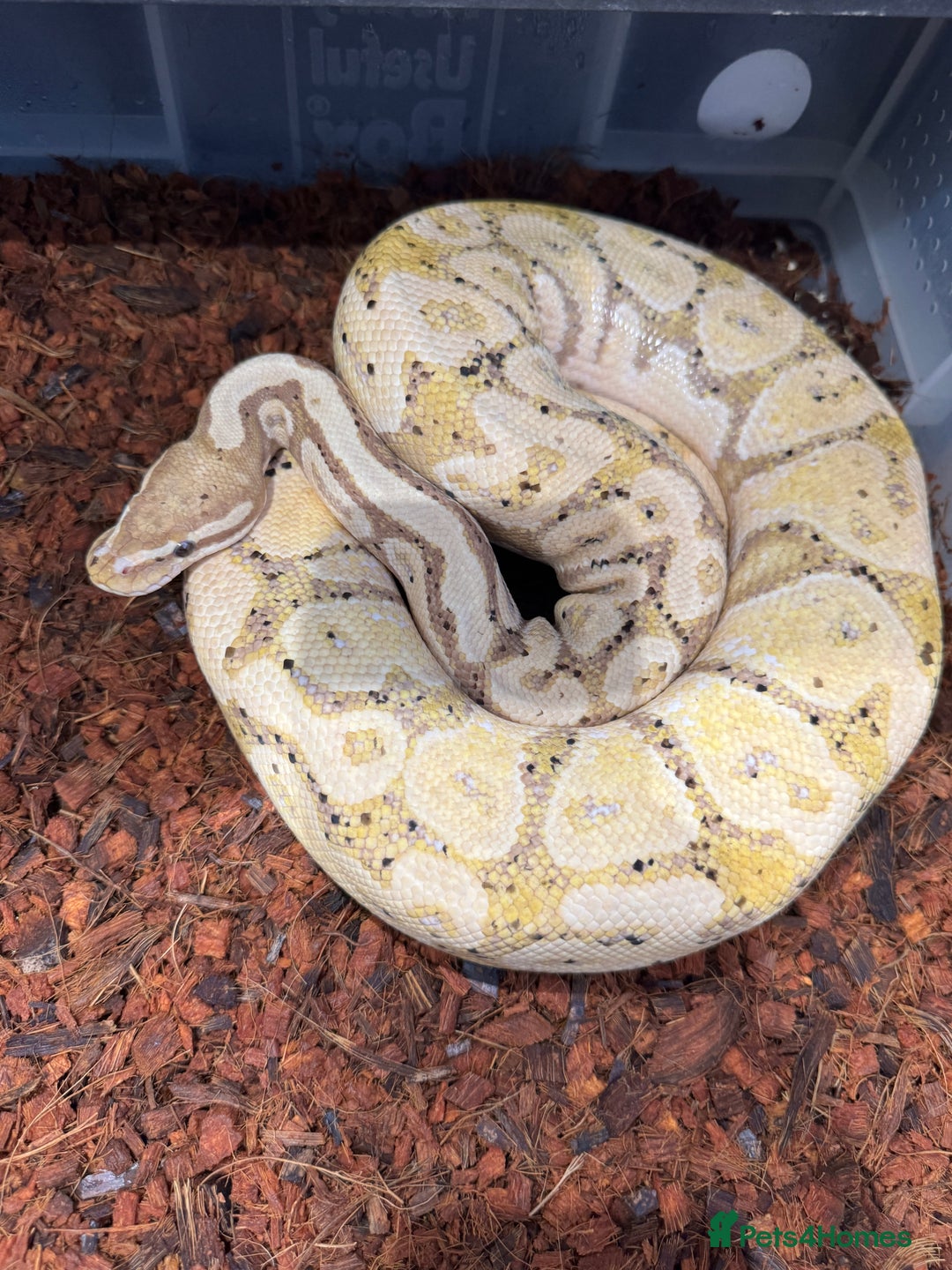 Python Snake reptiles for sale: Various Royal/ Ball pythons - Image 8