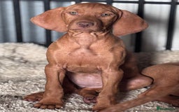 Hungarian Vizsla dogs for sale: Exceptional kc Hungarian viszla pups. Now ready  - Image 15