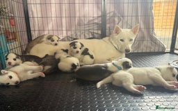 Siberian Husky dogs for sale: Beautiful Husky Puppies – Ready in 2 Weeks!  - Advert 2
