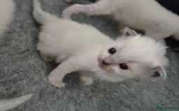 Ragdoll cats for sale: Ragdoll babies ready September ❤️ 1 boy left  - Image 13