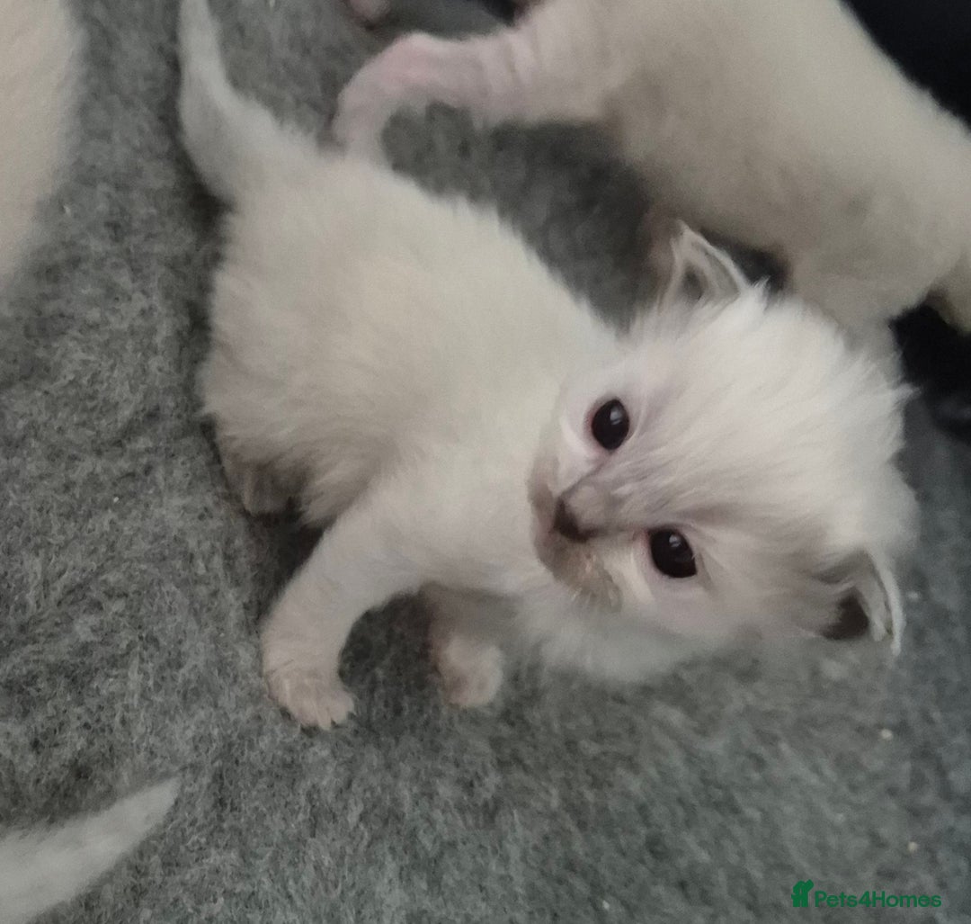 Ragdoll cats for sale: Ragdoll babies ready September ❤️ 1 boy left  - Image 13