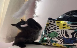 British Longhair cats for sale: British long hair kittens  - Image 3
