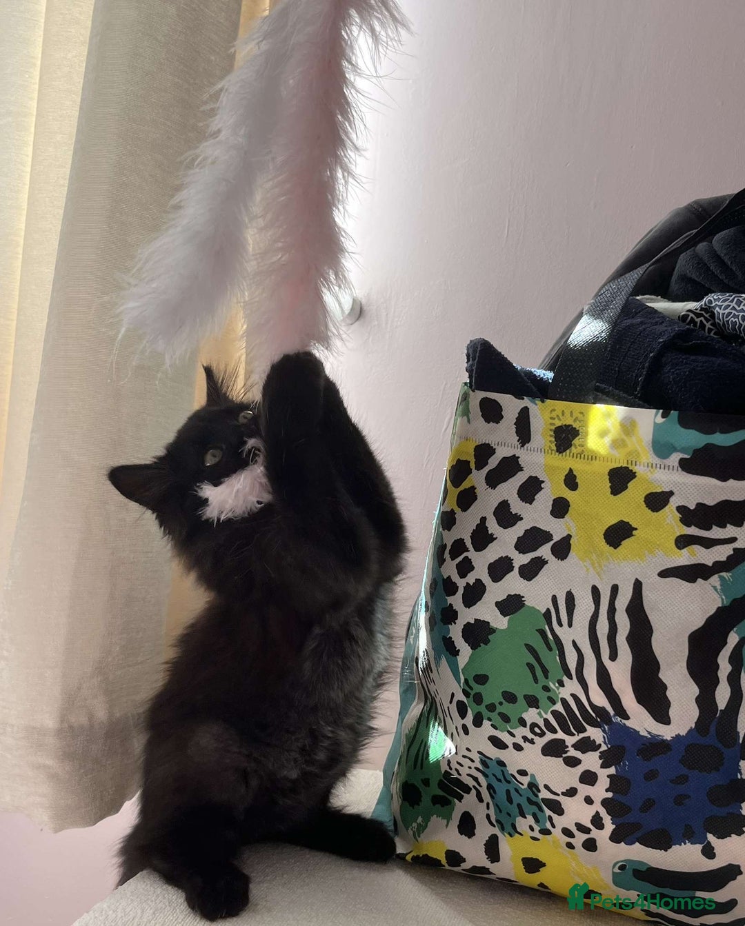 British Longhair cats for sale: British long hair kittens  - Image 3
