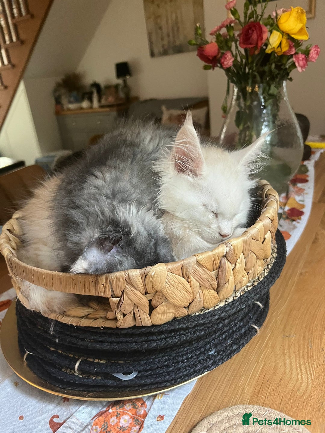 Maine Coon cats for sale: Stunning championship Maine coons for sale - Advert 12