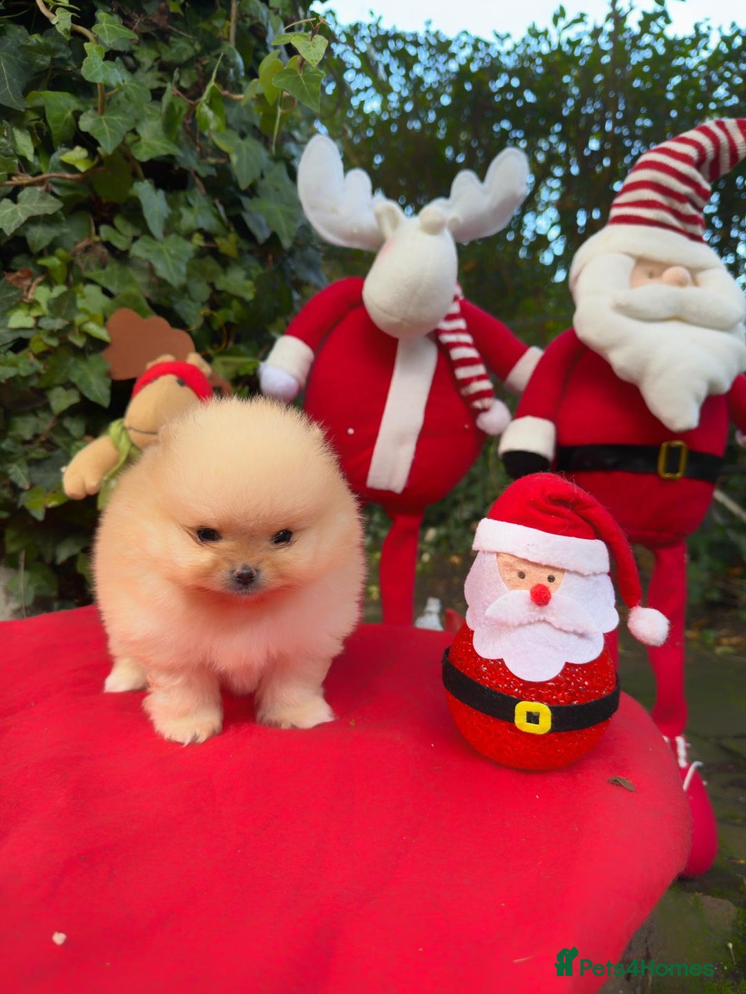 Pomeranian dogs for sale: Stunning Pomeranian Puppy Boys - Advert 3