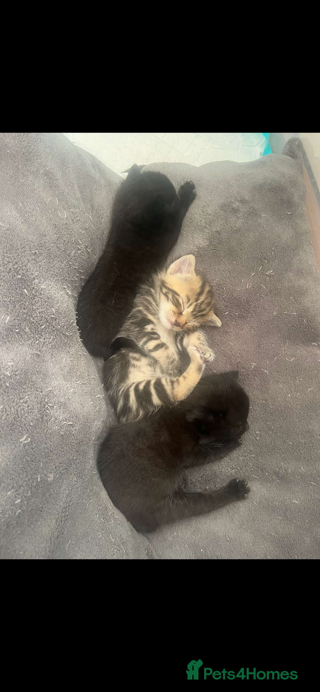 Domestic Shorthair cats for sale: 3 Beautiful kittens  - Image 2