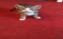 Mixed Breed cats for sale: Beautiful mixed breed boys - Image 3