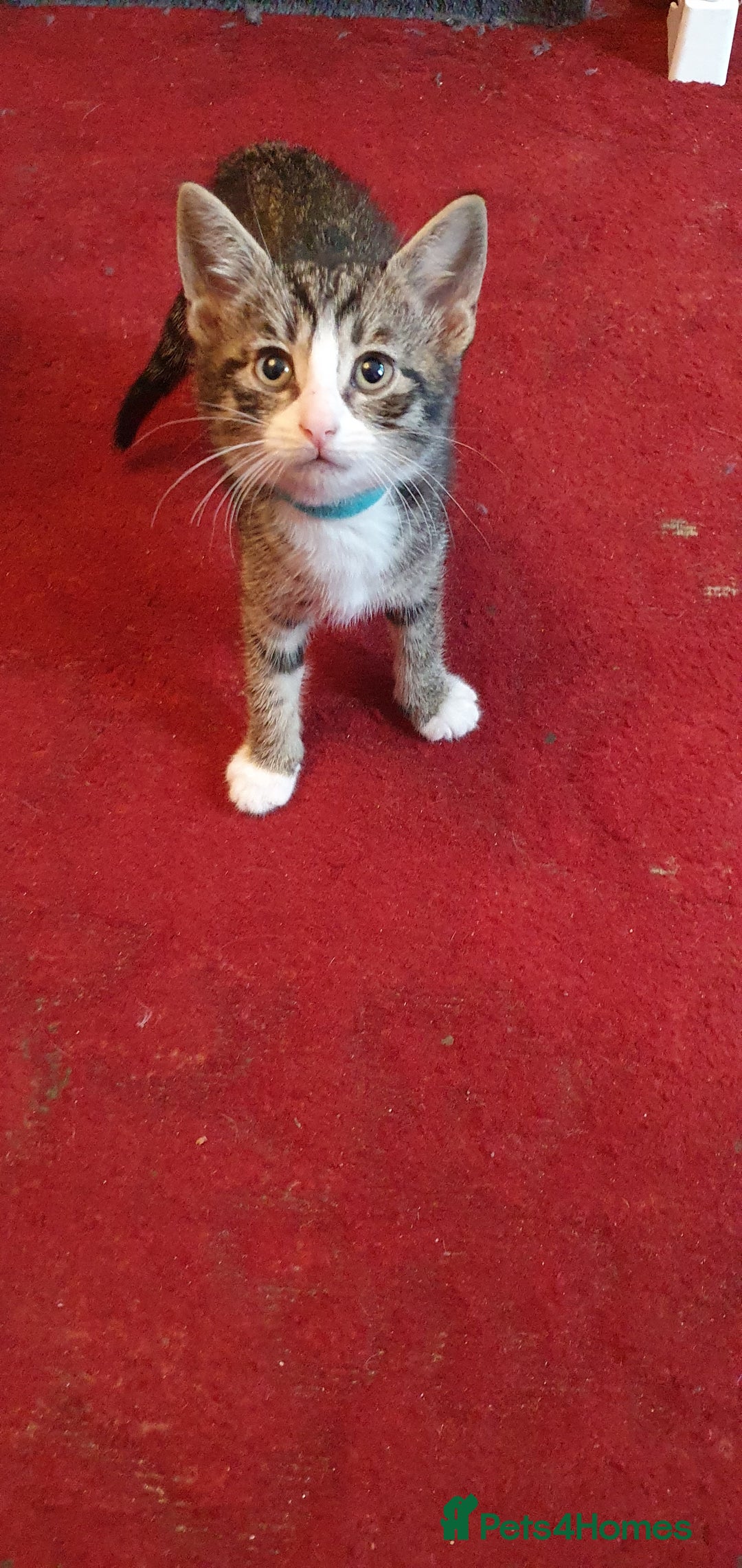 Mixed Breed cats for sale: Beautiful mixed breed boys - Image 3
