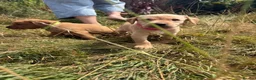 Labrador Retriever dogs for sale: Gorgeous fox red and yellow Labrador puppies  - Advert 24