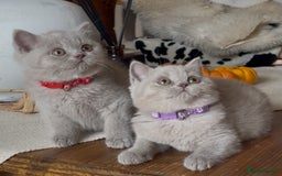 British Shorthair cats for sale: Beautiful Lilac BSH champion Line kittens - Image 19