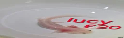 Axolotl reptiles for sale: Axololt Babies - Advert 2