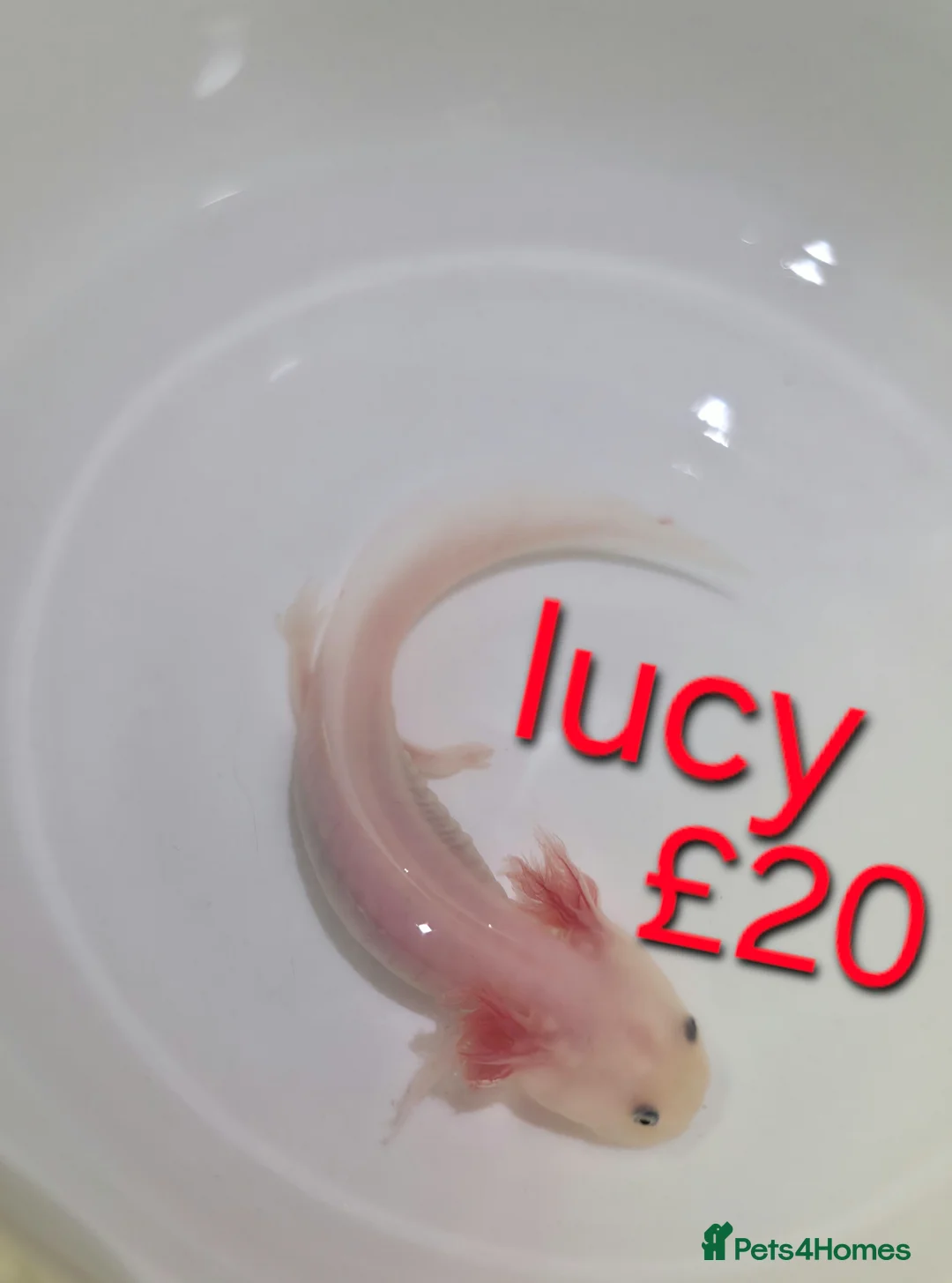 Axolotl reptiles for sale: Axololt Babies - Advert 2