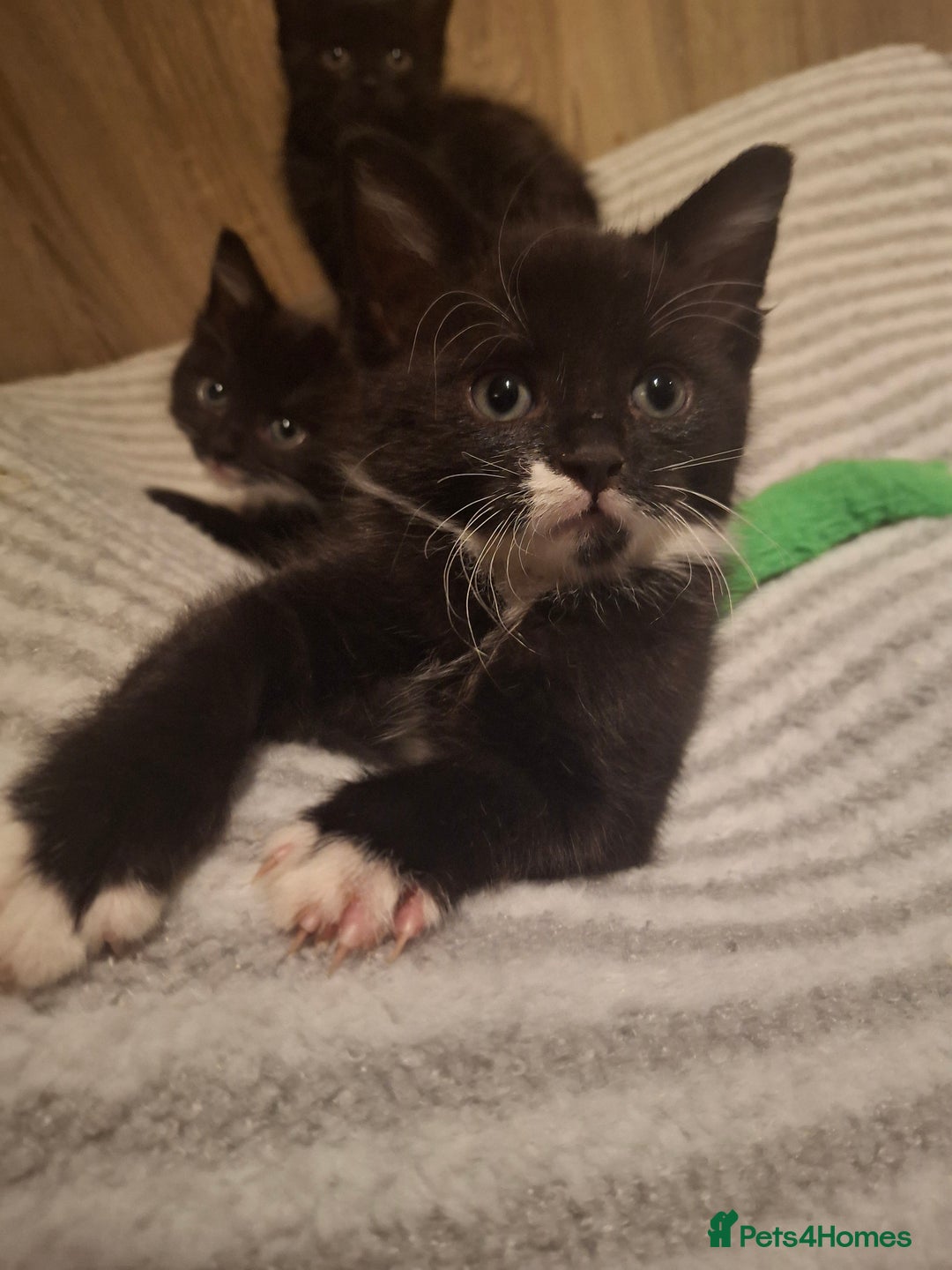 Mixed Breed cats for sale: Beautiful kittens for sale.  - Advert 3