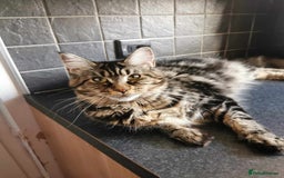 Maine Coon cats for sale: 6 Maine Coone kittens. - Image 13